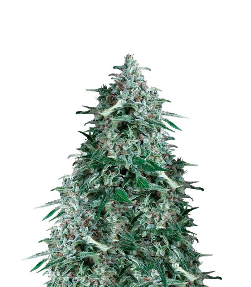 Anubis Auto, Фасовка: 3+1, изображение 2