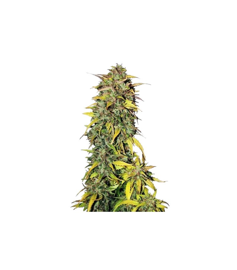 Black Jack Auto, Фасовка: 5+2