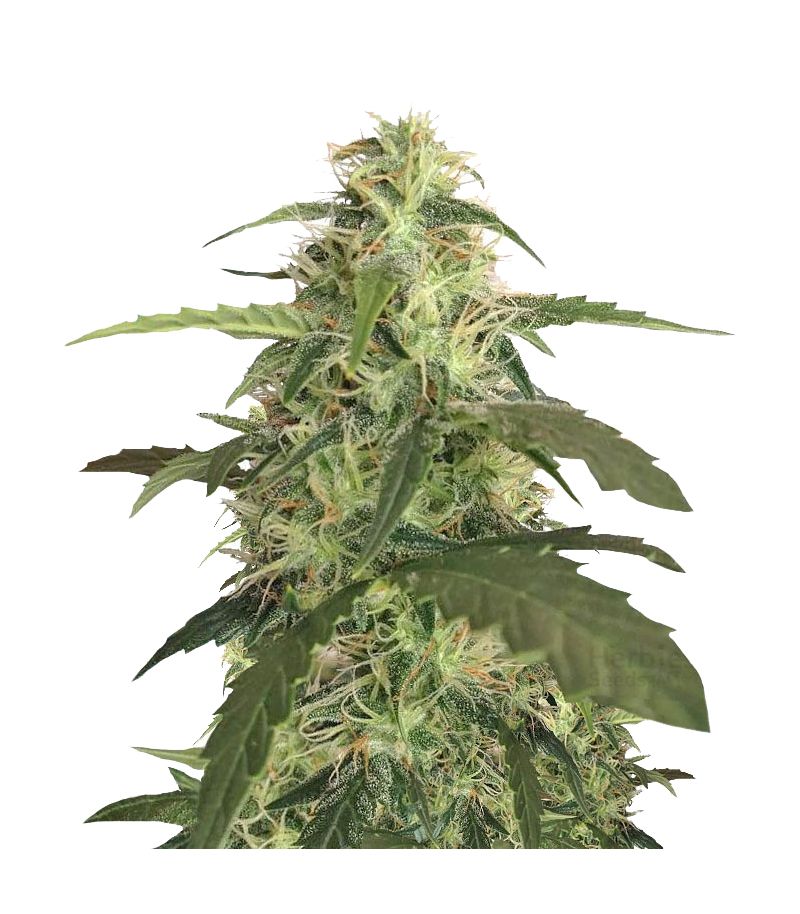 Blue Pyramid Auto, Фасовка: 3+1