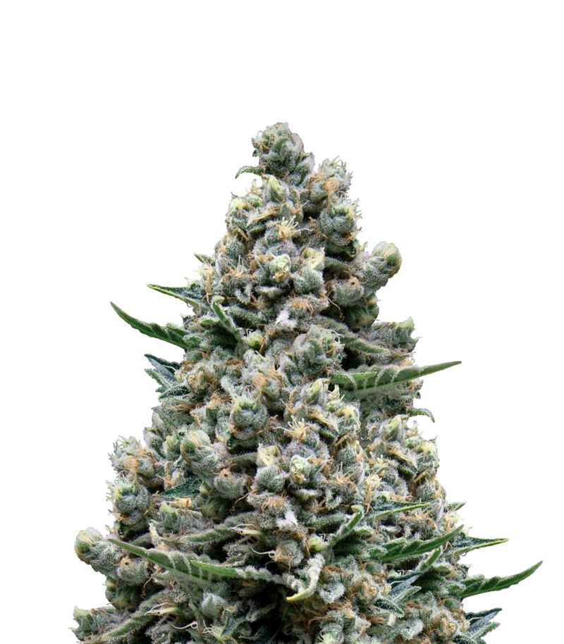 Blue Pyramid Auto, Фасовка: 3+1, изображение 2