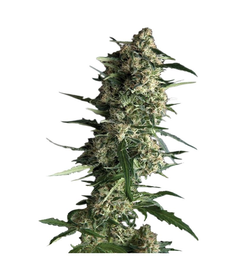 Galaxy Auto, Фасовка: 3+1