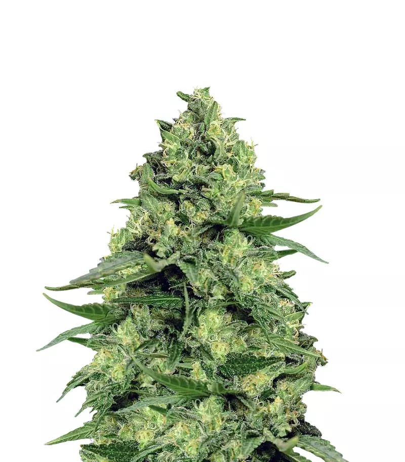 Galaxy Auto, Фасовка: 3+1, изображение 2