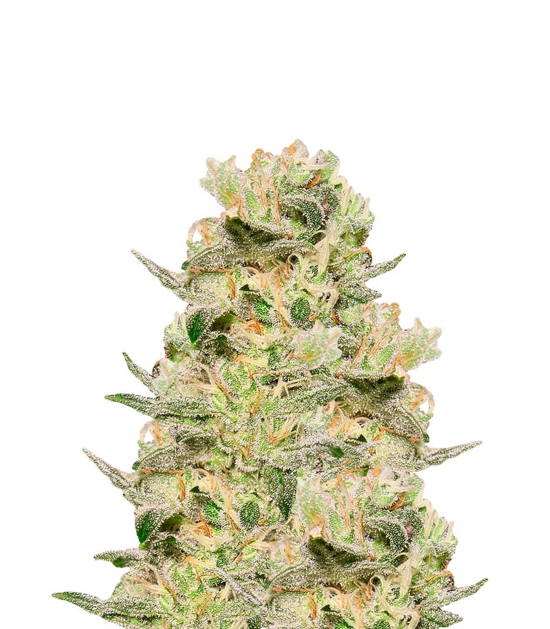 Jack Auto, Фасовка: 3