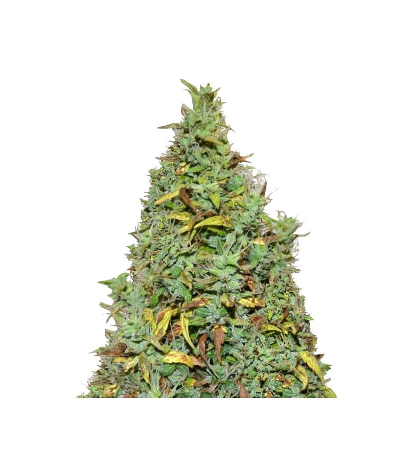 Nefertiti Auto, Фасовка: 3+1