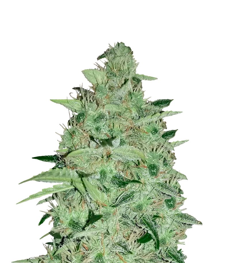 Nefertiti Auto, Фасовка: 3+1, изображение 2