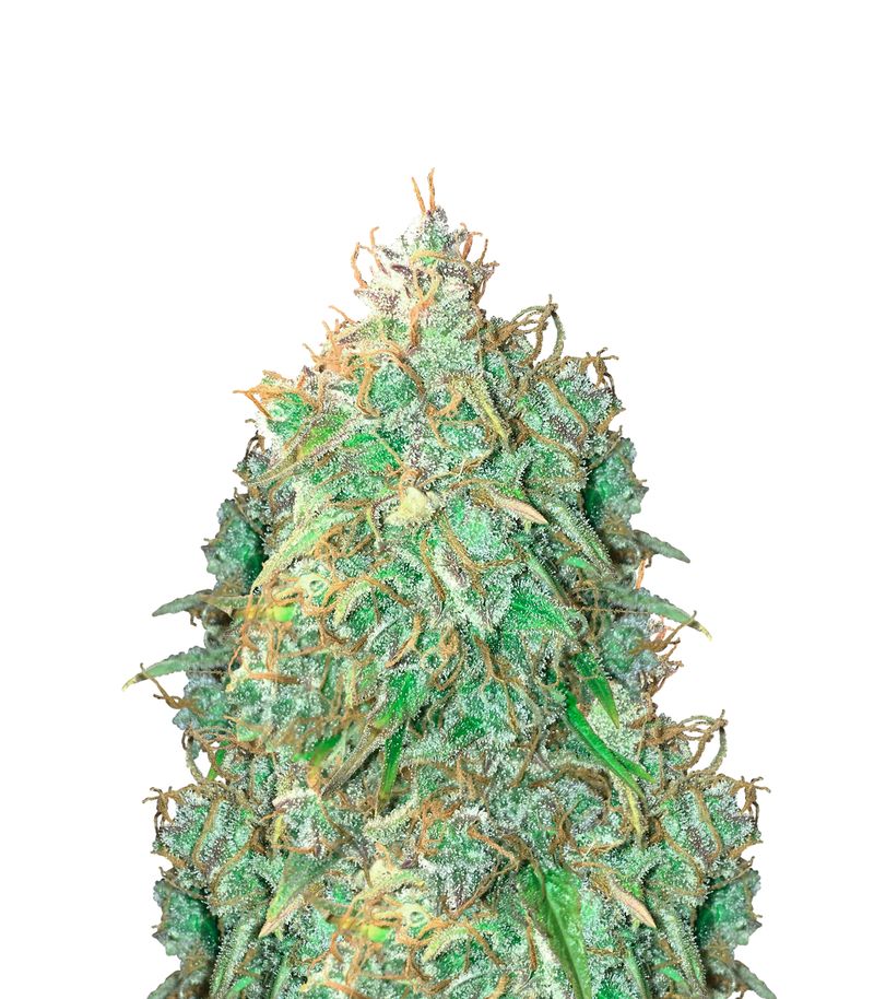 Northern Lights Auto, Фасовка: 1