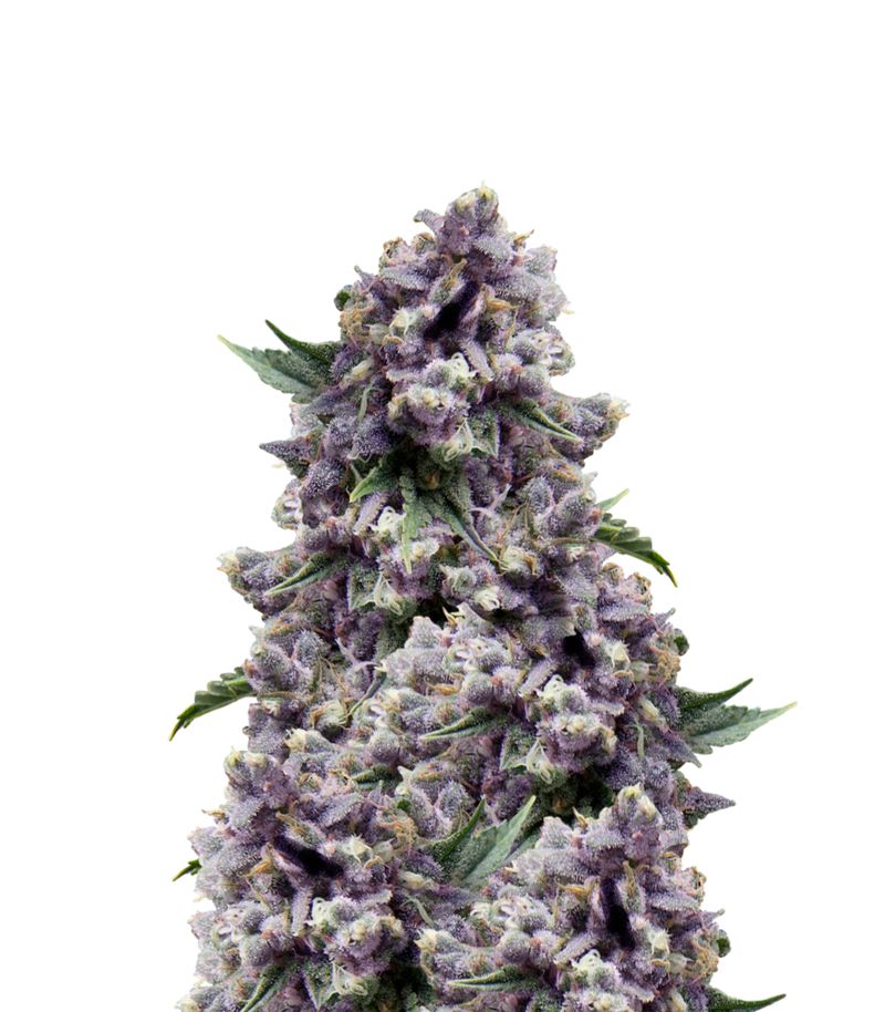 Purple Auto, Фасовка: 1