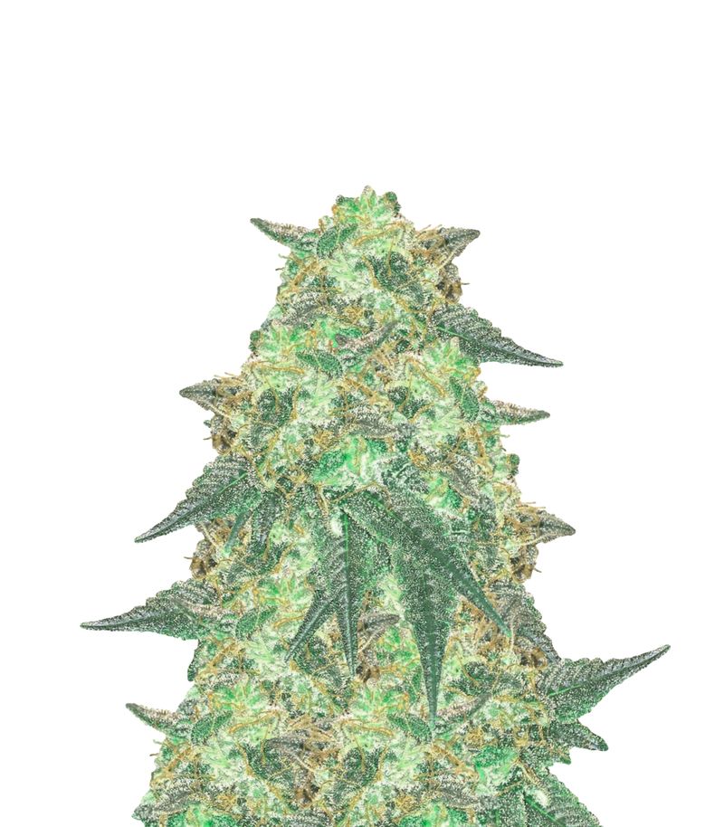 Super OG Kush Auto, Фасовка: 5+2