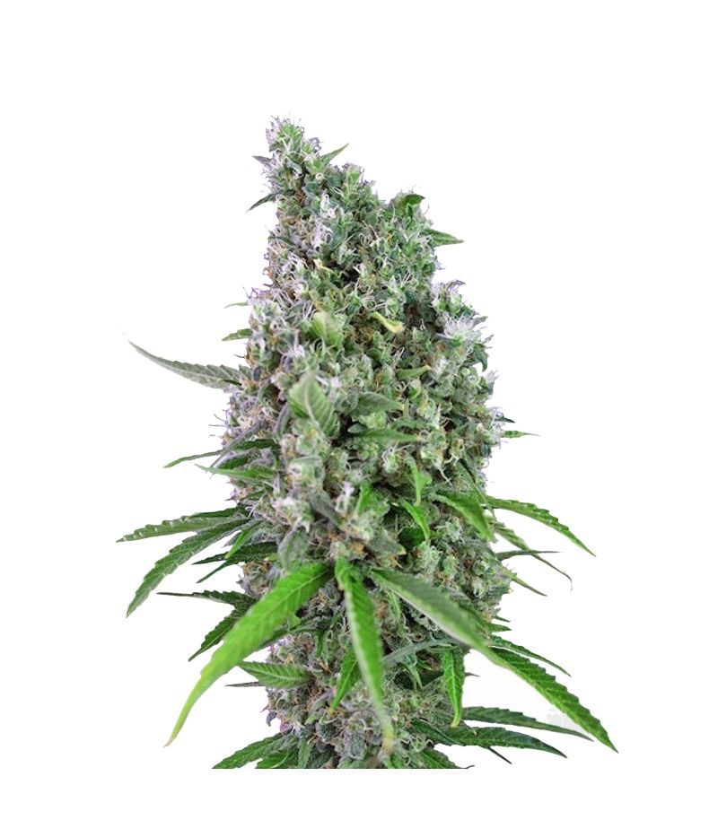 Sweet Trainwreck Auto, Фасовка: 3+1