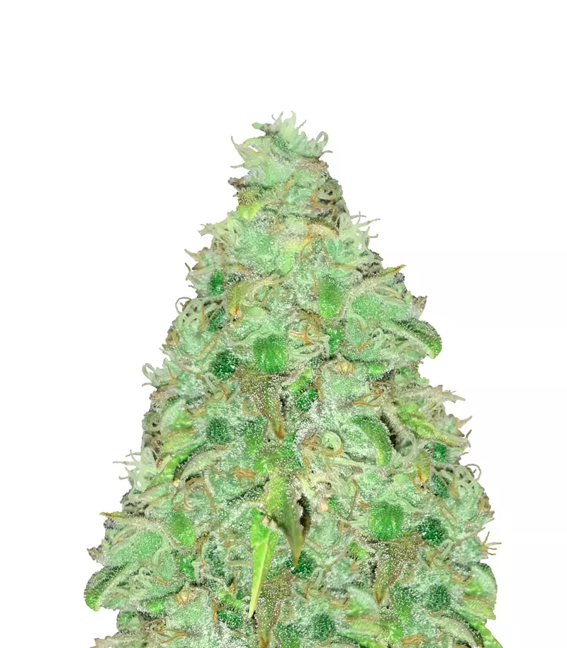 Tutankhamon Auto, Фасовка: 3+1, изображение 2