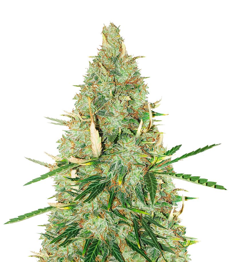 Tutankhamon Auto, Фасовка: 3+1