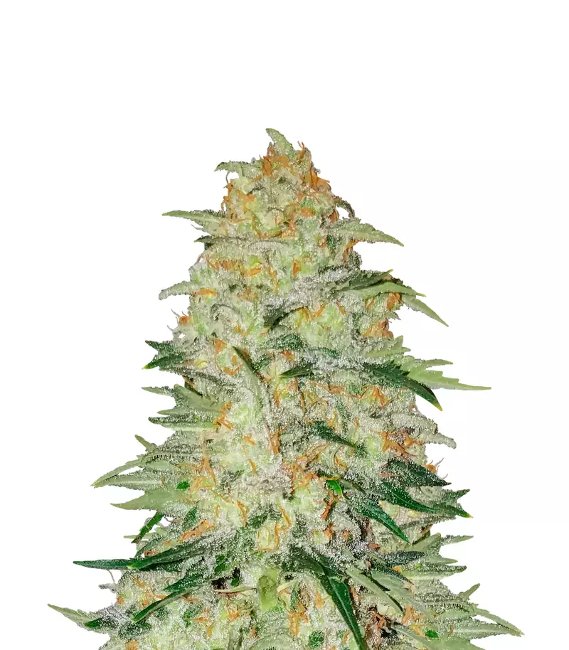 Wembley Auto, Фасовка: 5+2