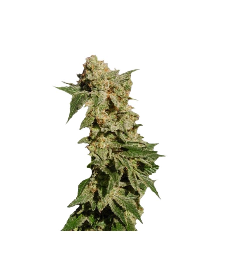 BCN Diesel Max Auto, Фасовка: 3