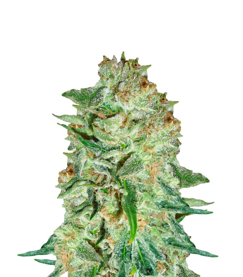 Belladonna, Фасовка: 3