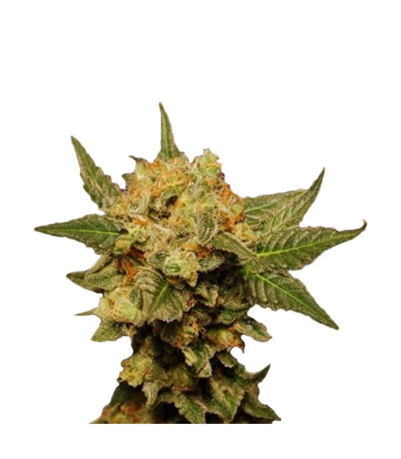 Big Band Auto, Фасовка: 10