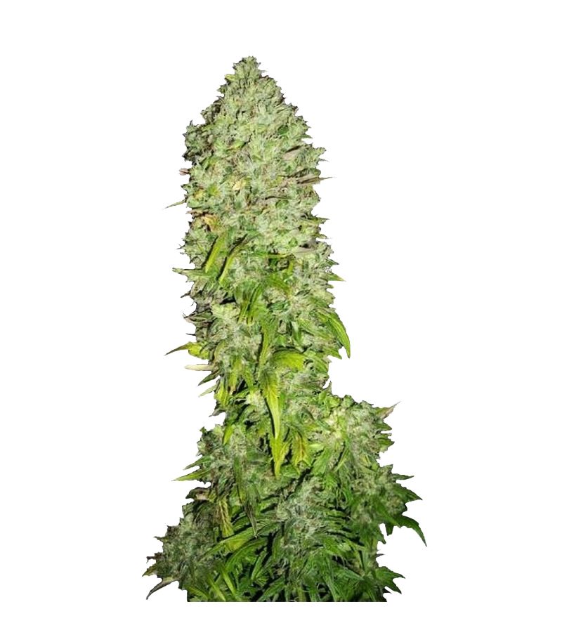 Big Bang, Фасовка: 3