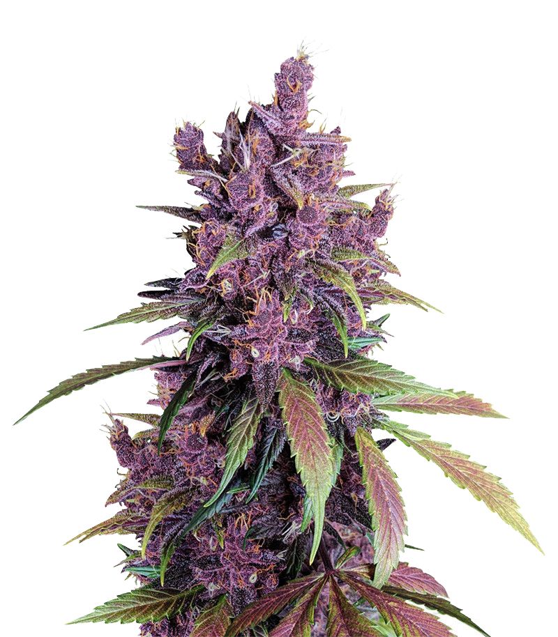 Black Cherry Punch, Фасовка: 5+2