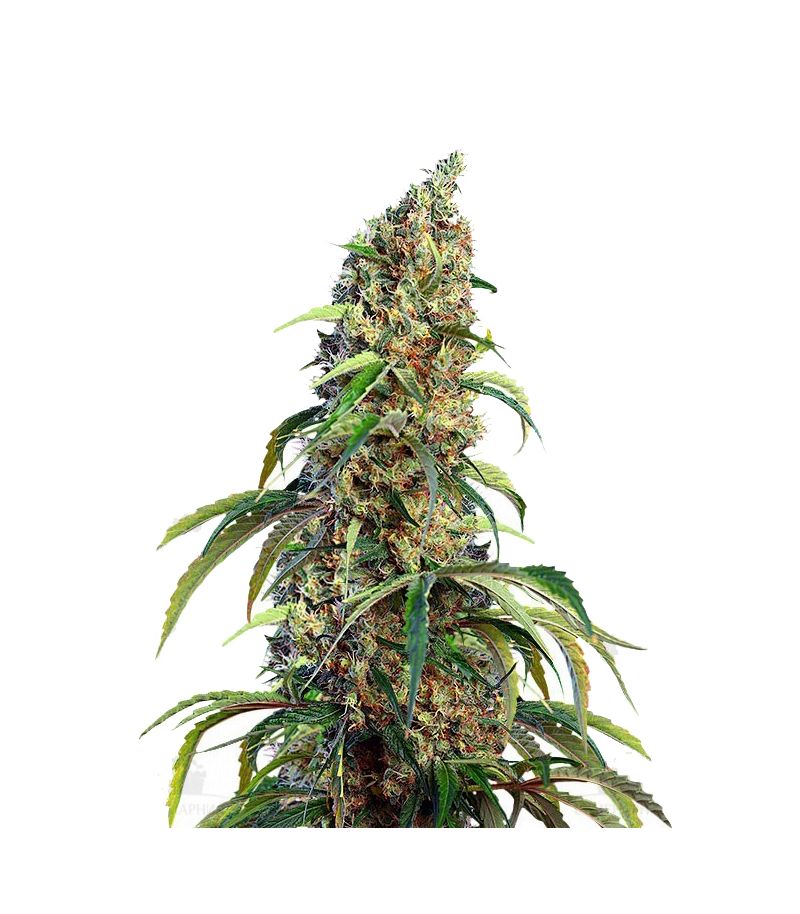 Black Jack CBD, Фасовка: 5+2