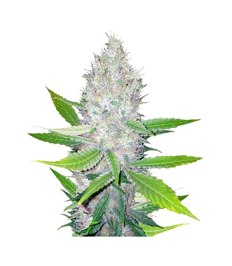 Blackberry, Фасовка: 3