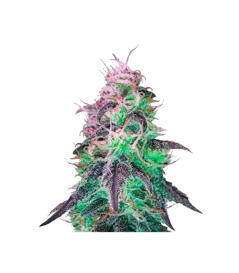 Blackjack, Фасовка: 3