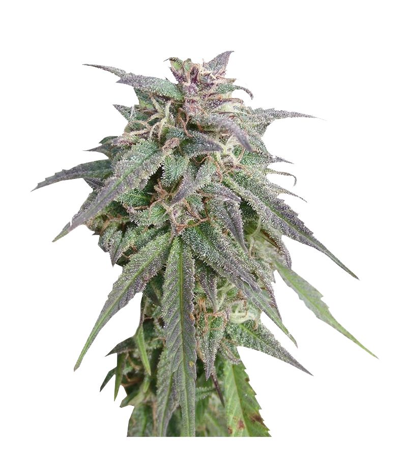 Blue Mystic, Фасовка: 5