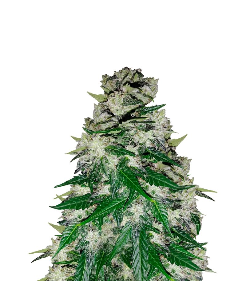 Blue Pyramid, Фасовка: 3+1