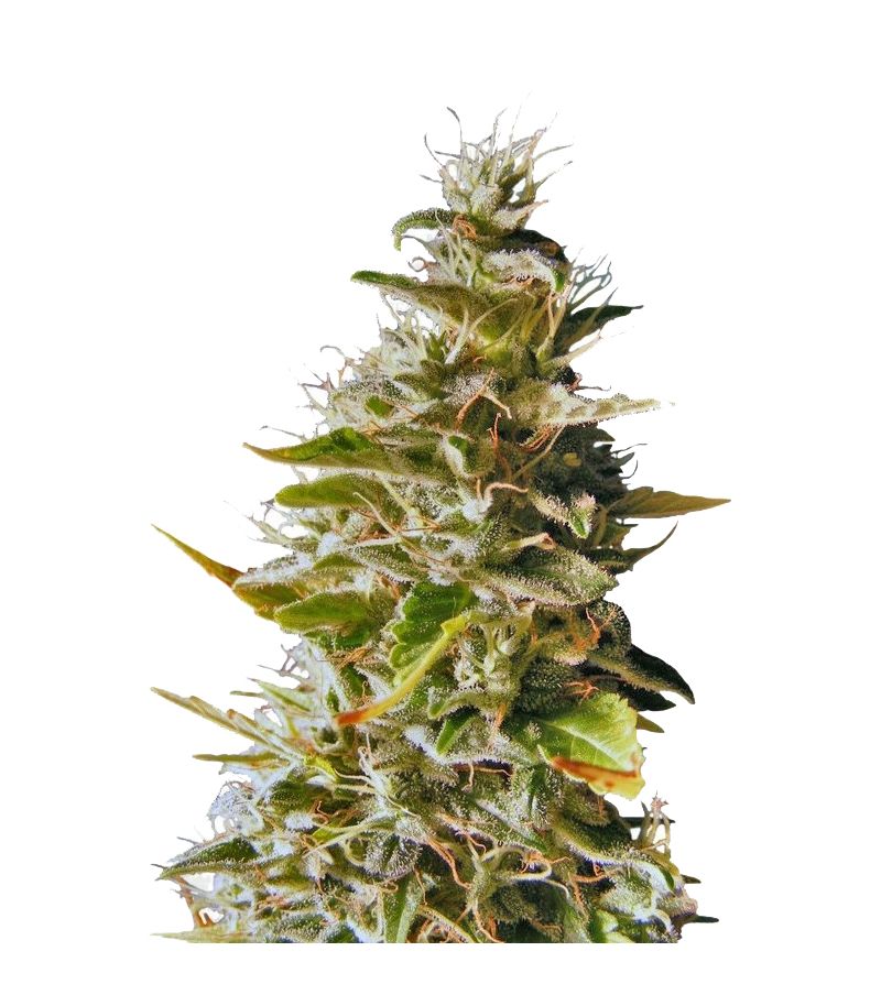 Botafumeiros, Фасовка: 3+1