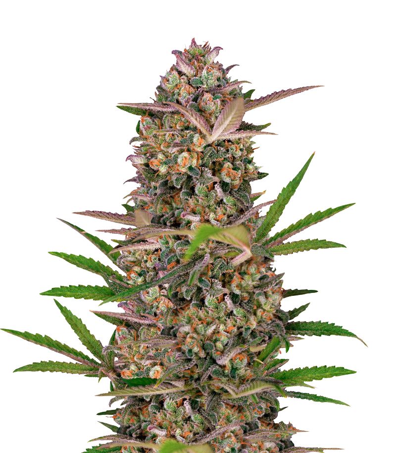 Bruce Banner Auto, Фасовка: 3+1