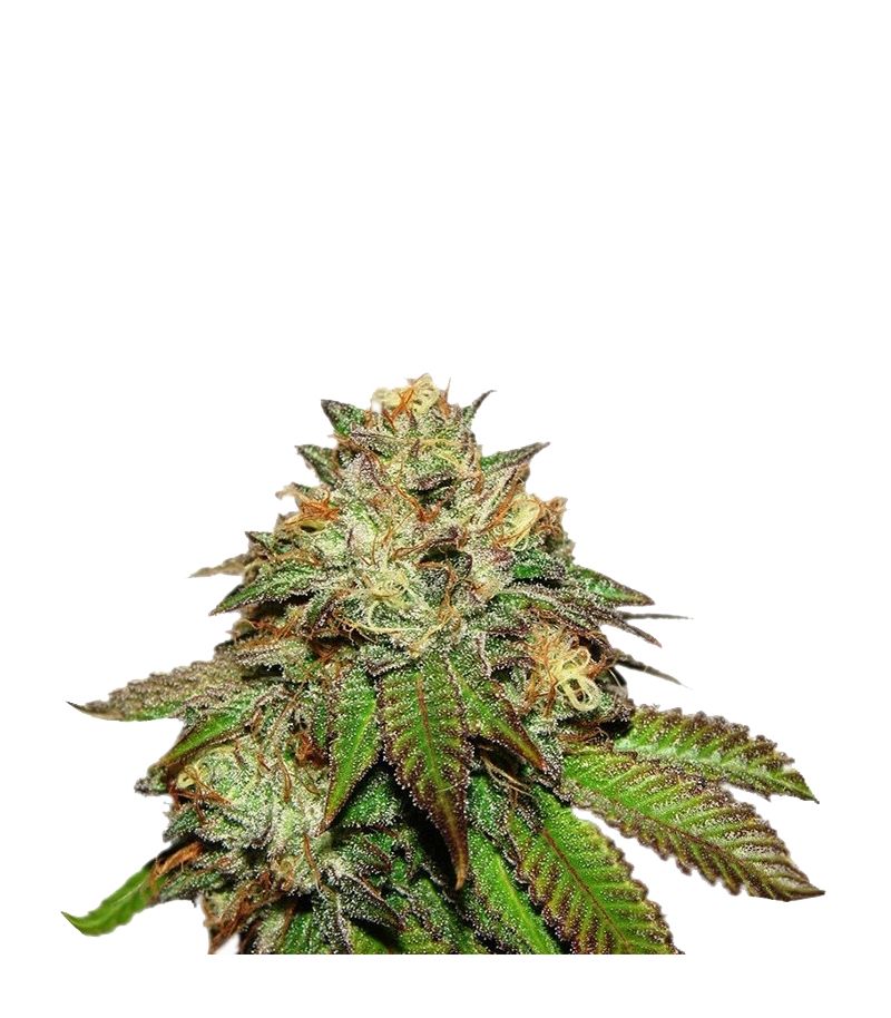 Bubba Kush, Фасовка: 3, изображение 2