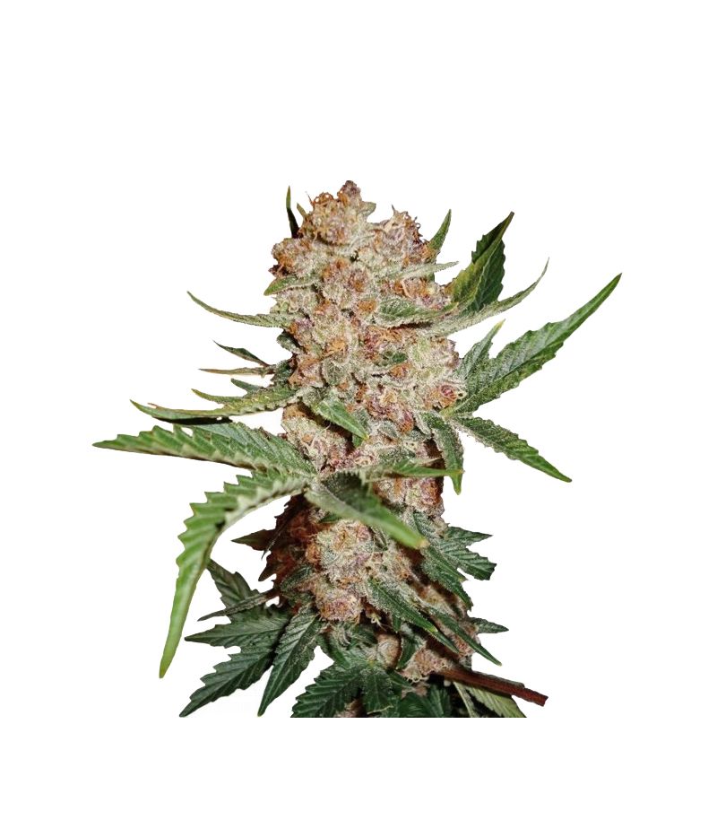 Bubblelicious Auto, Фасовка: 3