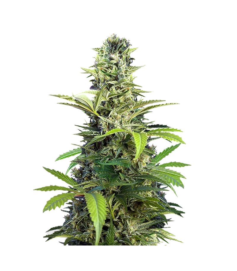 Chem Beyond Diesel C.B.D., Фасовка: 3+1