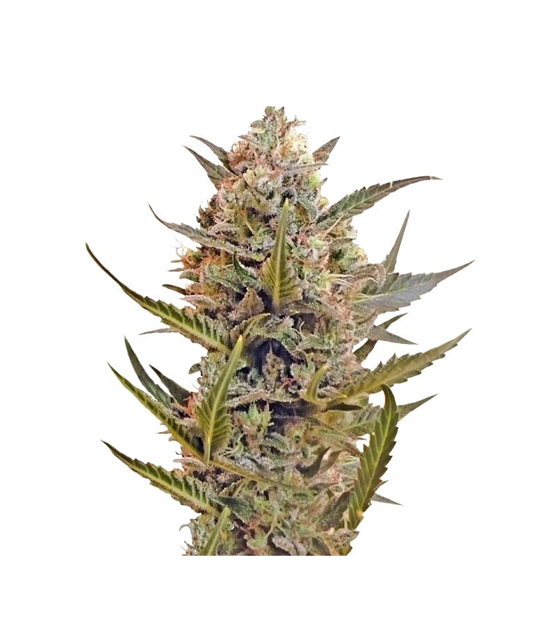 Chrystal Reg, Фасовка: 10