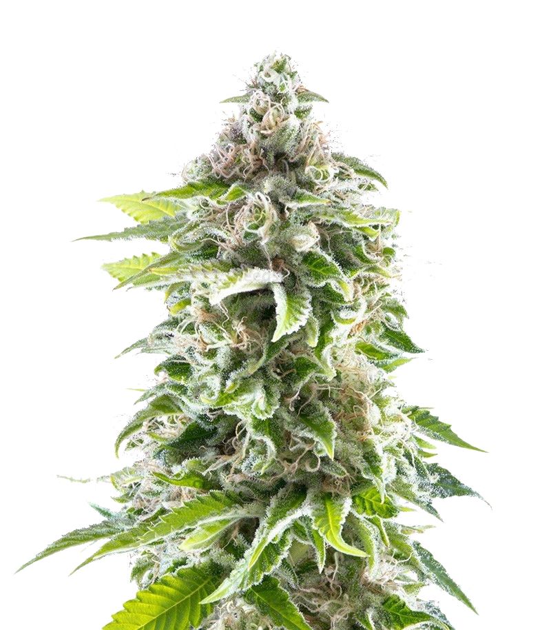 Cookies Haze, Фасовка: 3