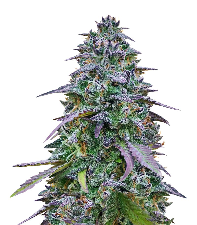 Cookies USA, Фасовка: 1