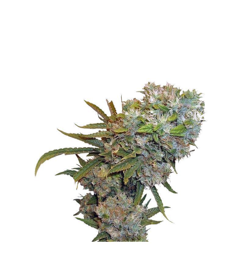 Cream 47, Фасовка: 3+1