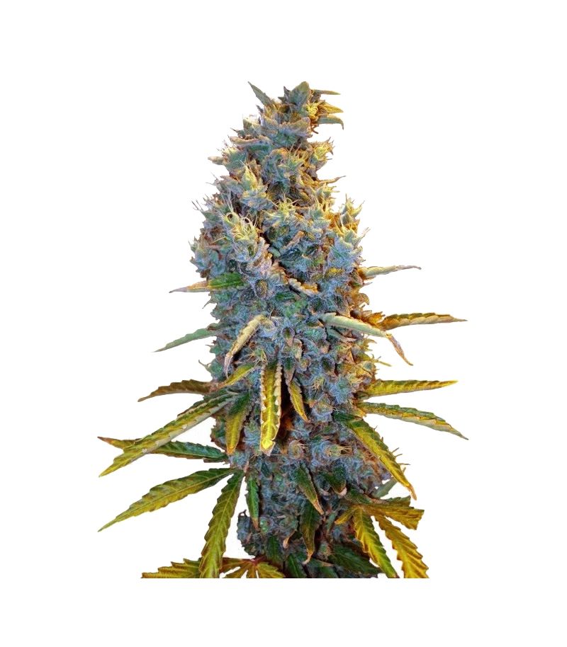 Cream Caramel, Фасовка: 3+1