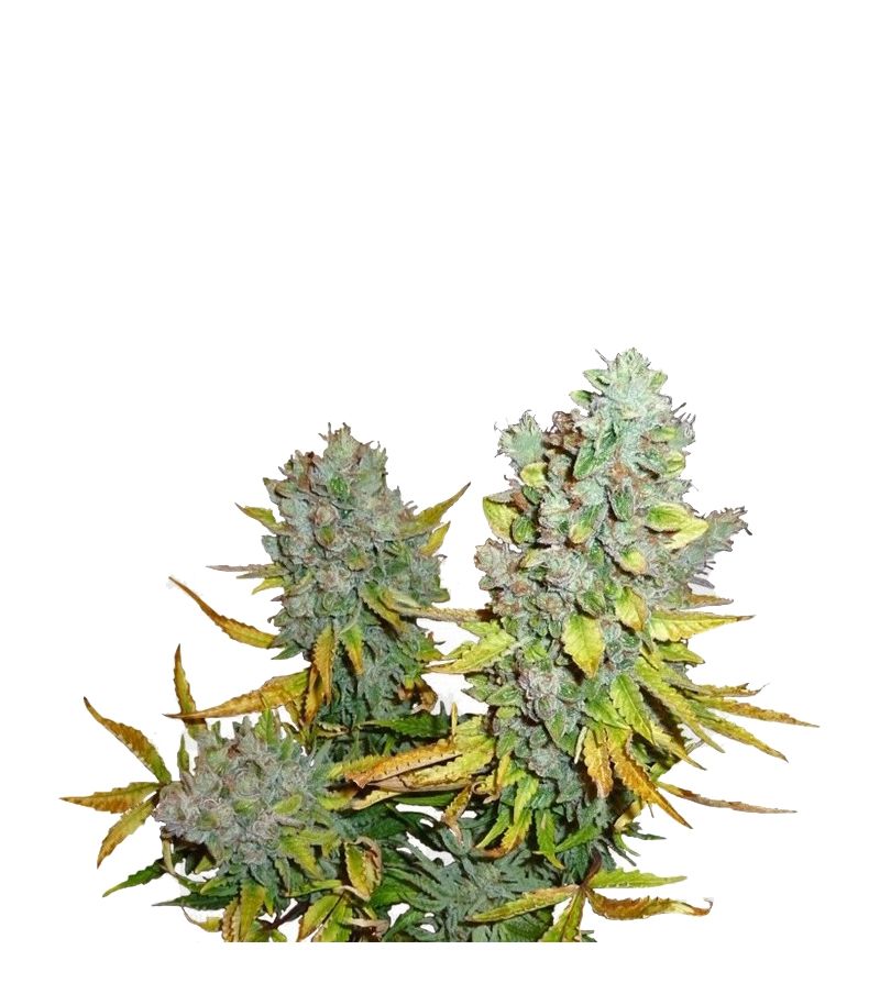 Cream Caramel Auto, Фасовка: 5+2, изображение 2