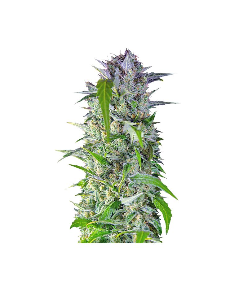 Crystal Candy Auto, Фасовка: 3+1