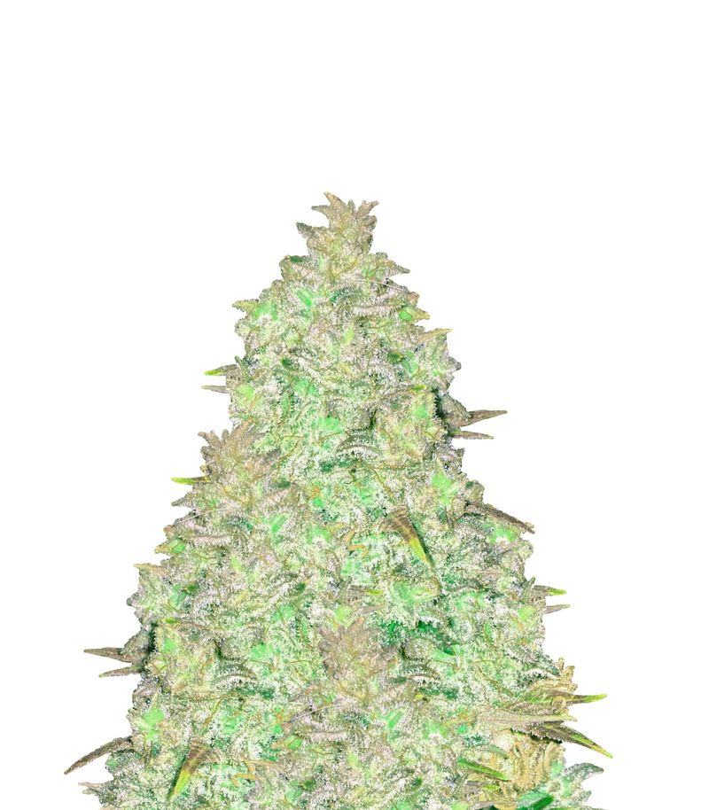 Delahaze, Фасовка: 5