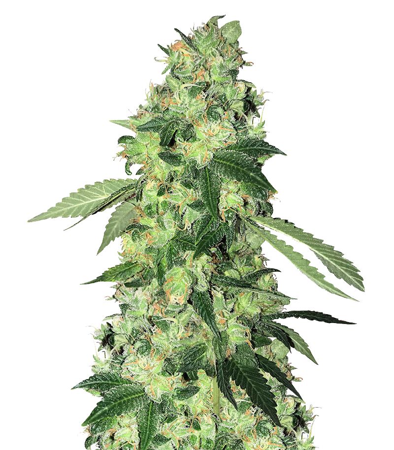 Do-Sweet-Dos, Фасовка: 5+2