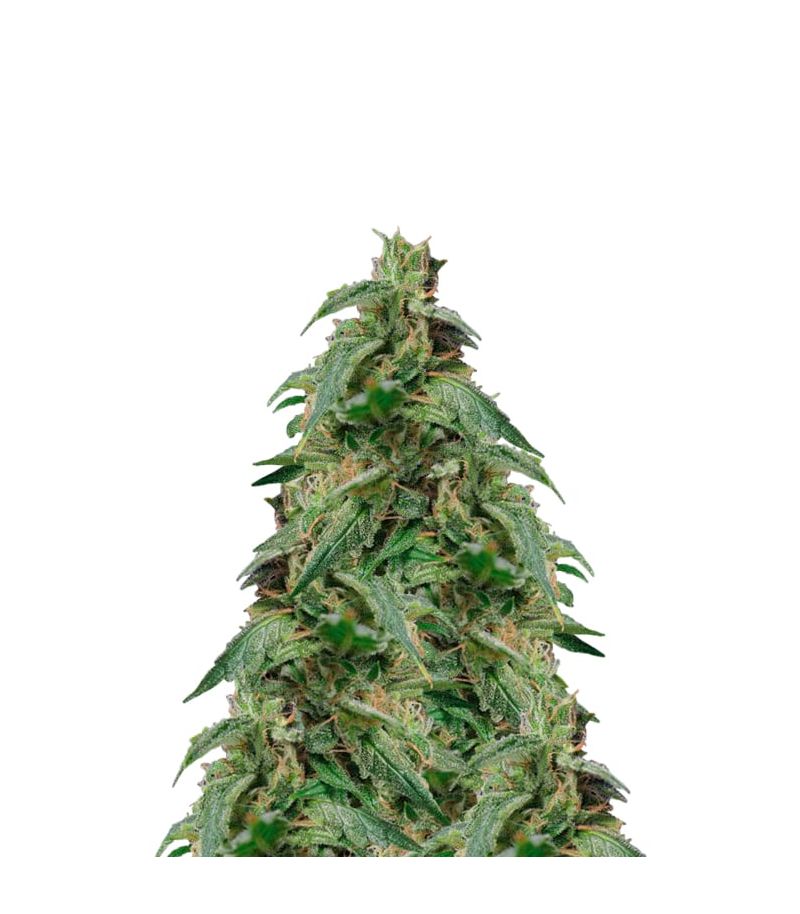 Dr. Jekill, Фасовка: 10