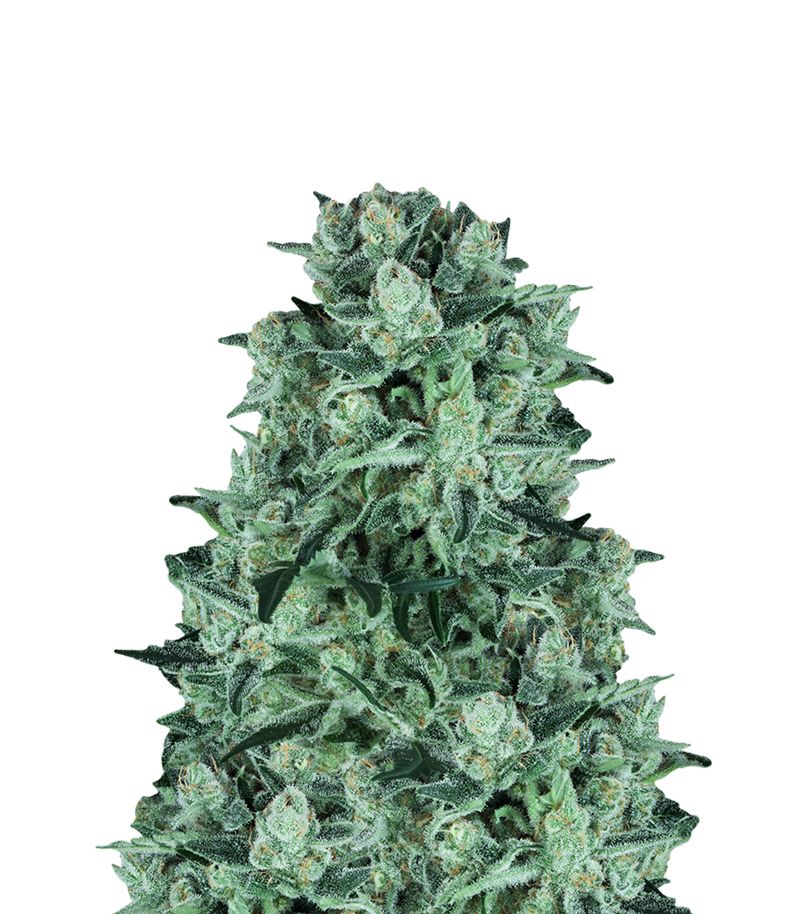 Durga Mata, Фасовка: 5