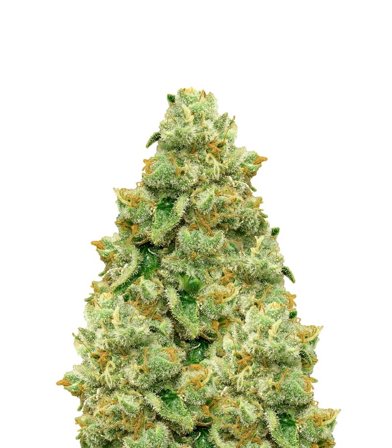 Dutch Dragon, Фасовка: 1