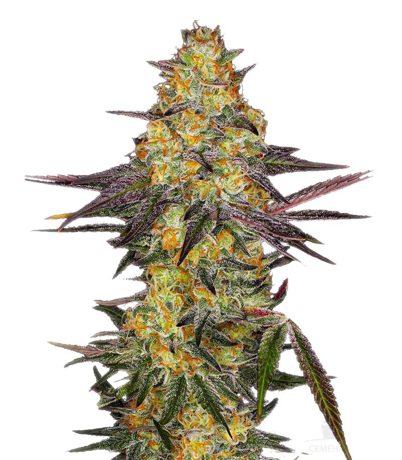 El Dorado OG, Фасовка: 3