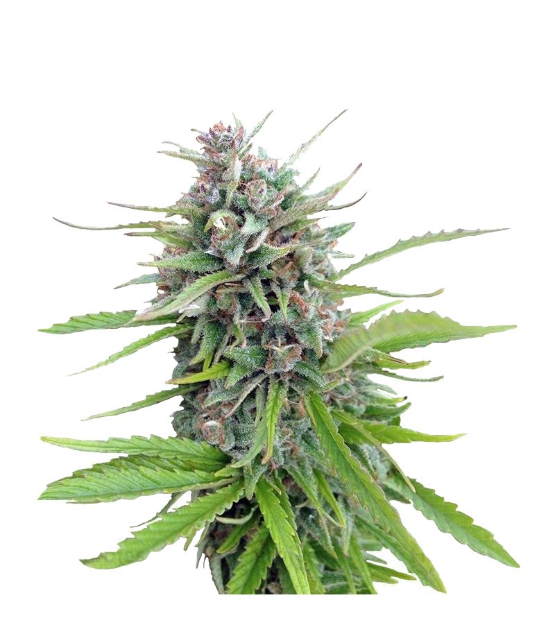 Exodus Cheese, Фасовка: 3