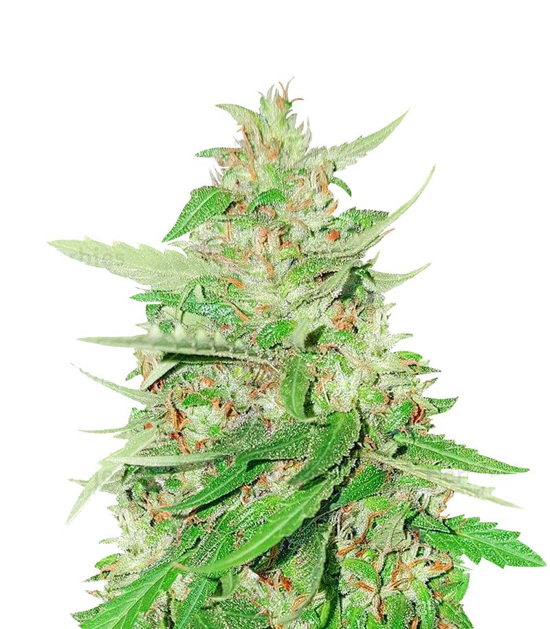 Franco's Lemon Cheese, Фасовка: 3