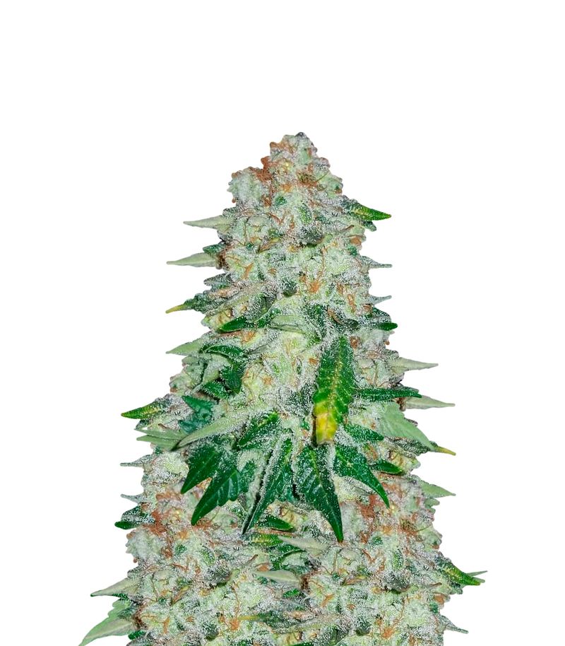 Fresh Candy, Фасовка: 3+1