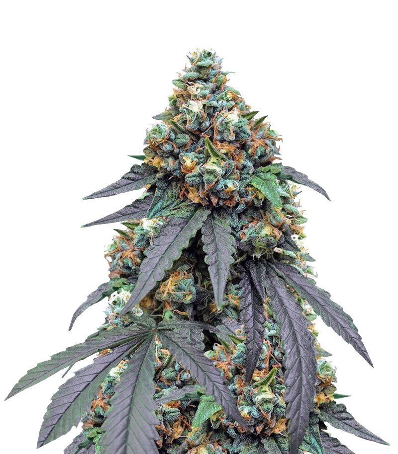 Gorila, Фасовка: 5+2