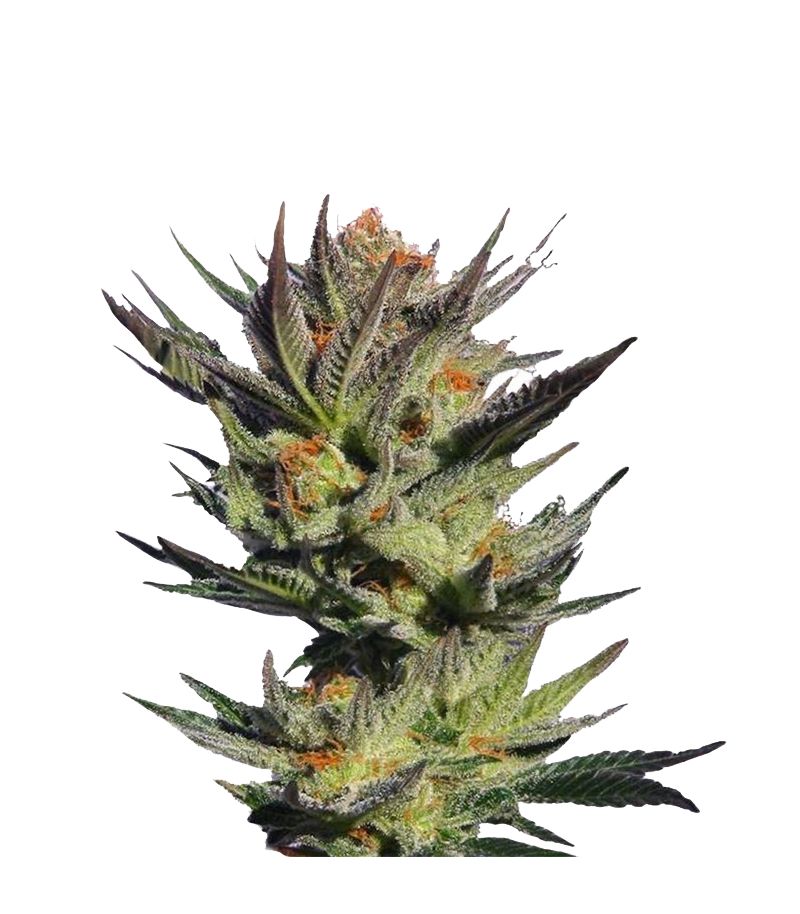 Faraona (Gypsy Kush), Фасовка: 3