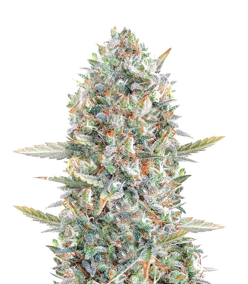 Hawaii Maui Waui, Фасовка: 5